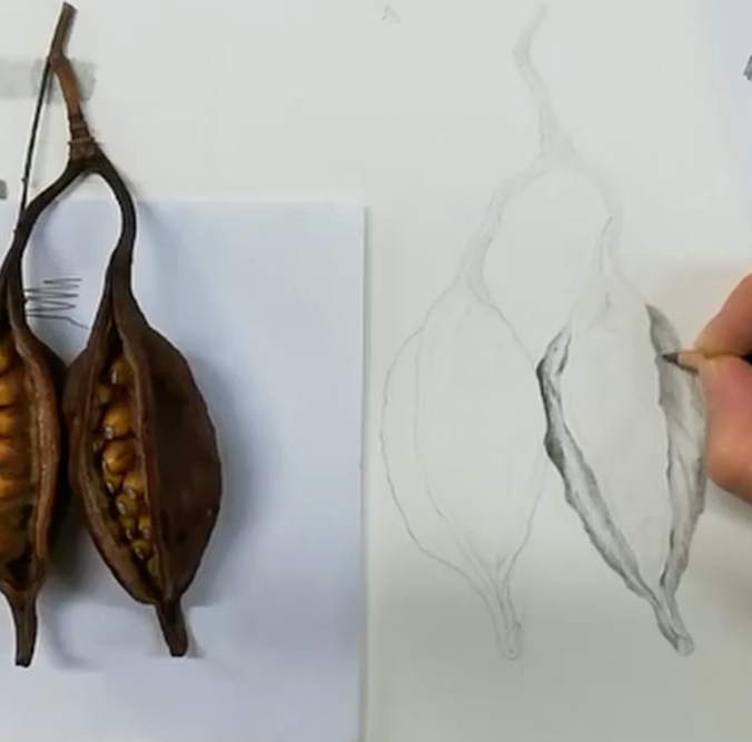 Dibujo de Frutos y Semillas