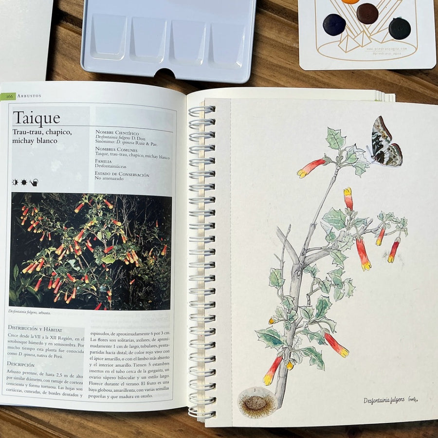 Libro Plantas Chilenas para Pintar