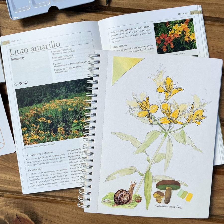 Libro Plantas Chilenas para Pintar