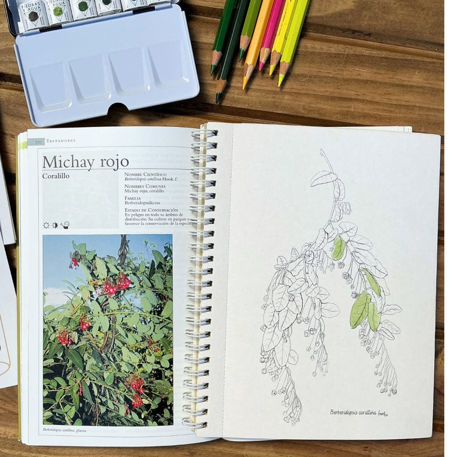 Libro Plantas Chilenas para Pintar