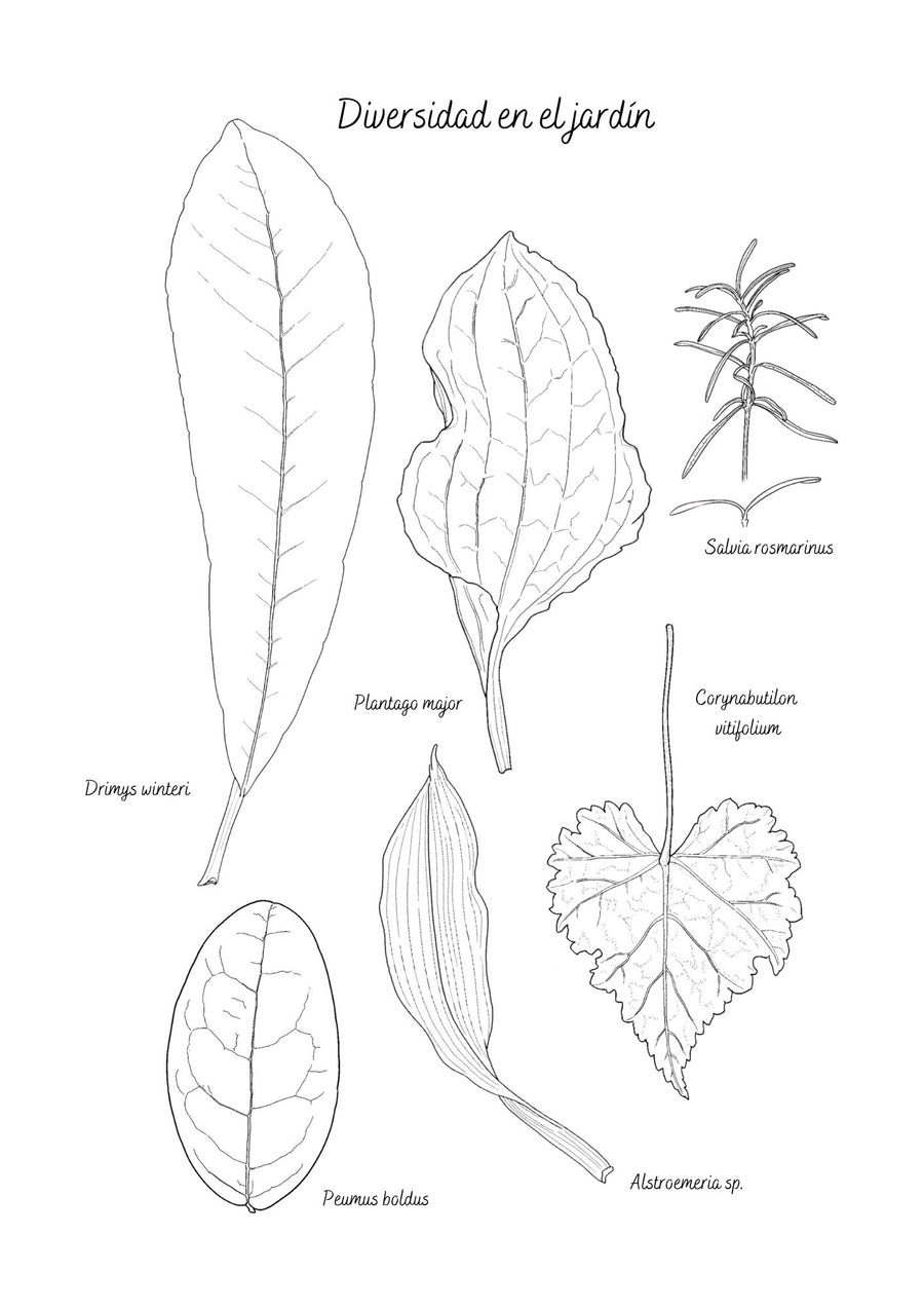 Libro Plantas Chilenas para Pintar / edición expandida