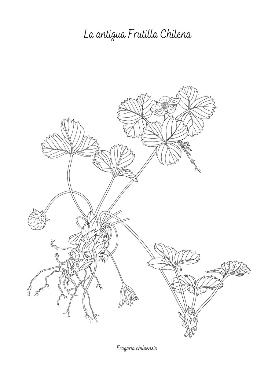 Libro Plantas Chilenas para Pintar / edición expandida