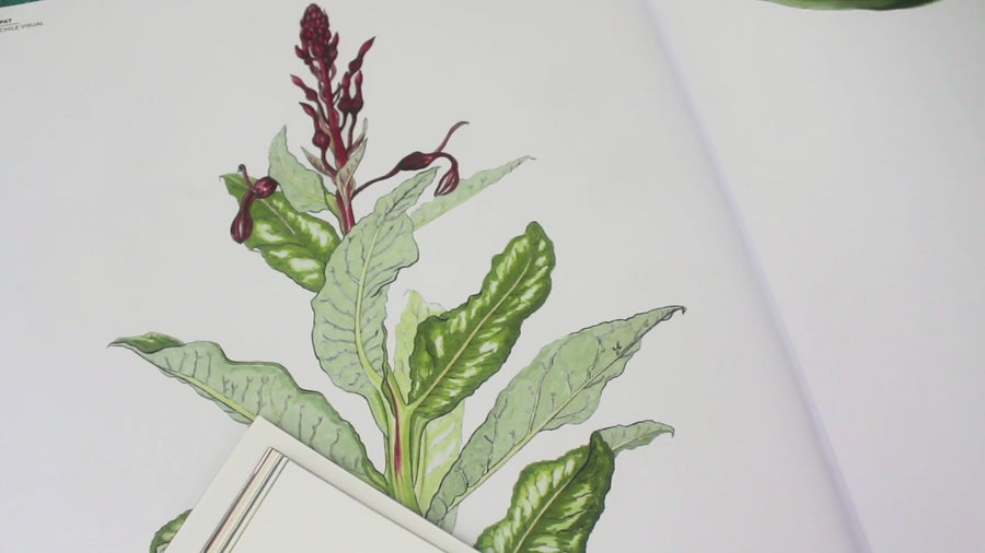 Libro Plantas Chilenas para Pintar / edición expandida