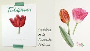 Ilustración de Tulipanes: La Flor Maestra