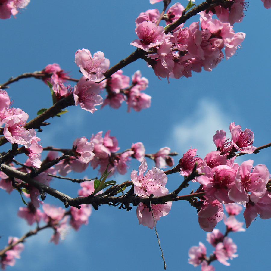 Rosado Sakura - Acuarela Opaca