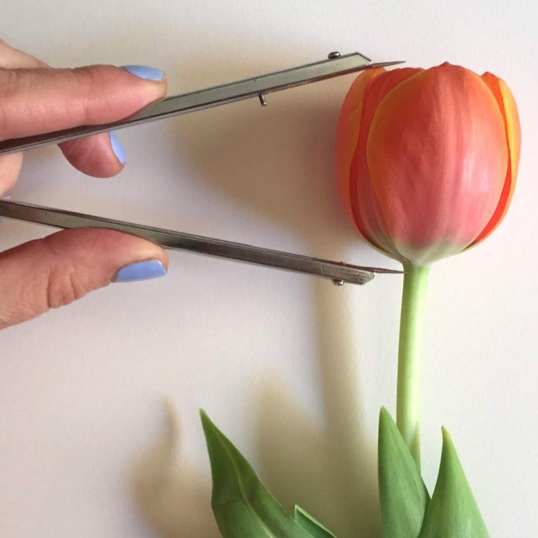 Ilustración de Tulipanes: La Flor Maestra